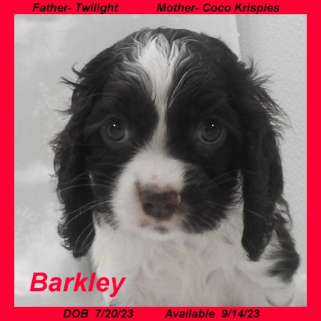 puppy, for, sale, Cocker Spaniel, Joe & Cherri  Overlease, dog, breeder, Miller, MO, dog-breeder, puppy-for-sale, forsale, nearby, find, puppyfind, locator, puppylocator, aca